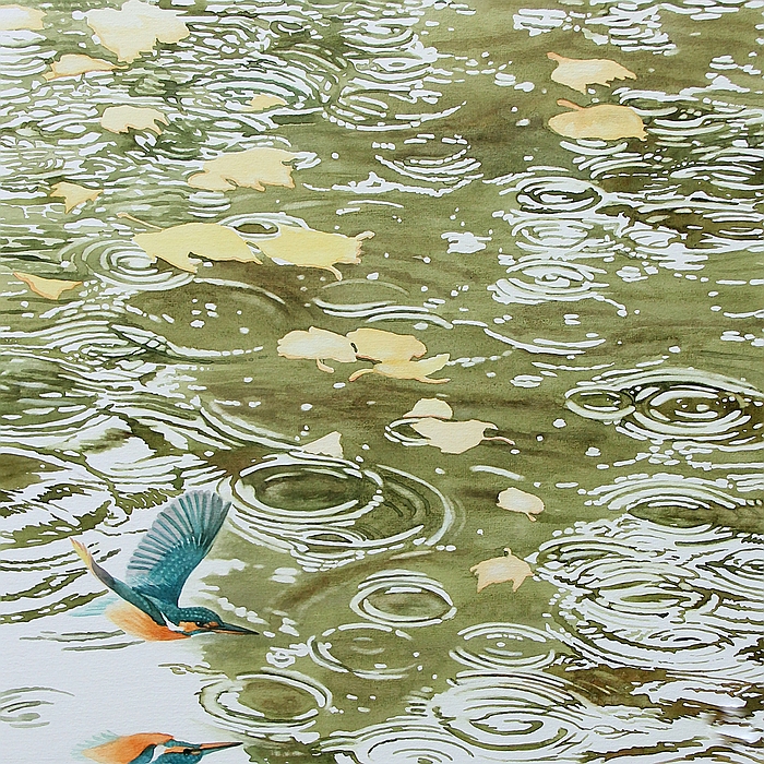 sized Kingfisher
